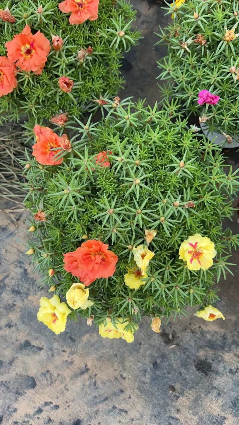太阳花