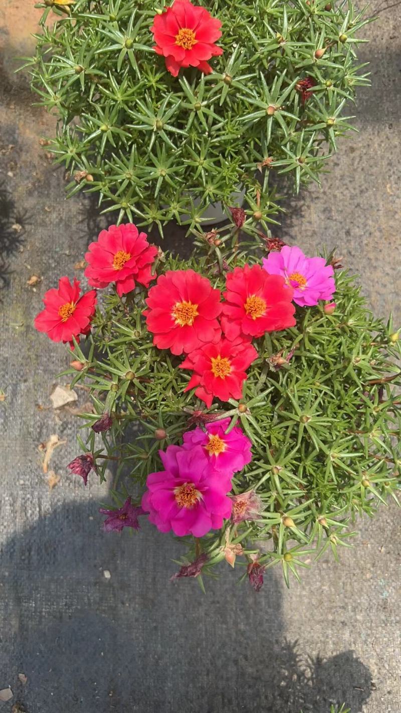 太阳花