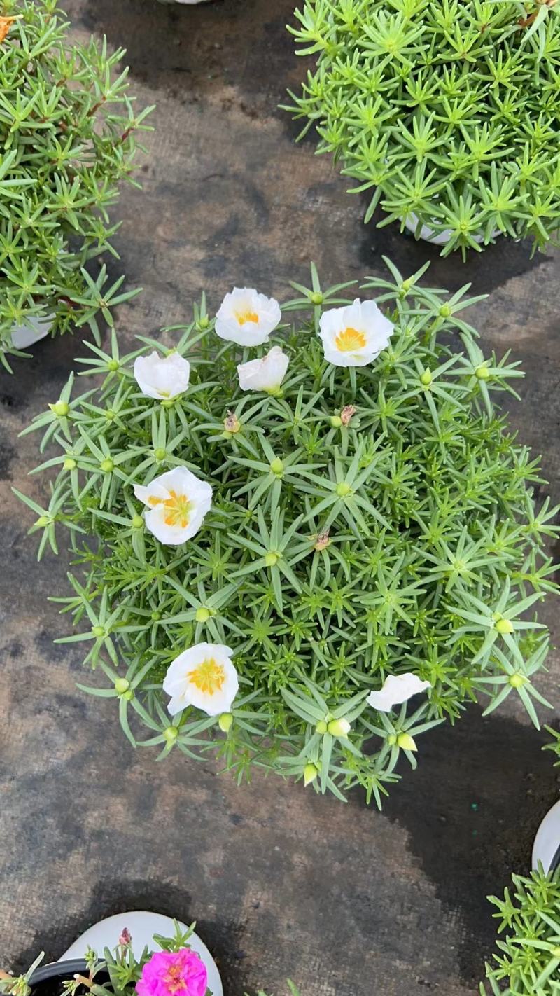 太阳花