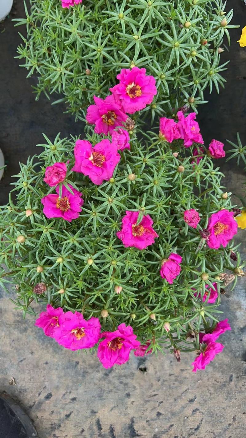 太阳花