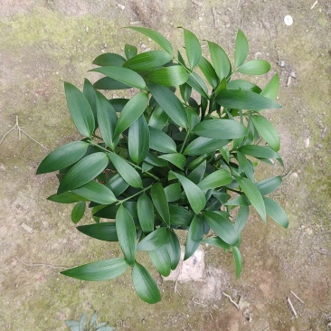 老桩竹柏