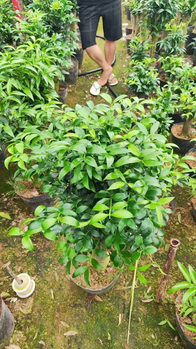 老桩竹柏