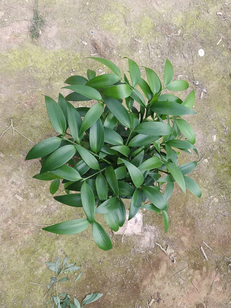 老桩竹柏