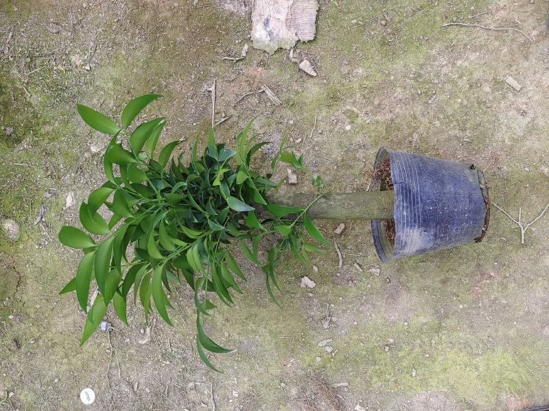 老桩竹柏