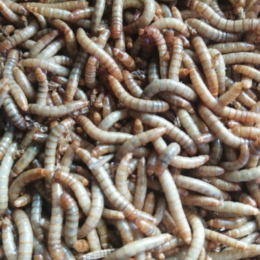 黄粉虫干虫，鲜虫