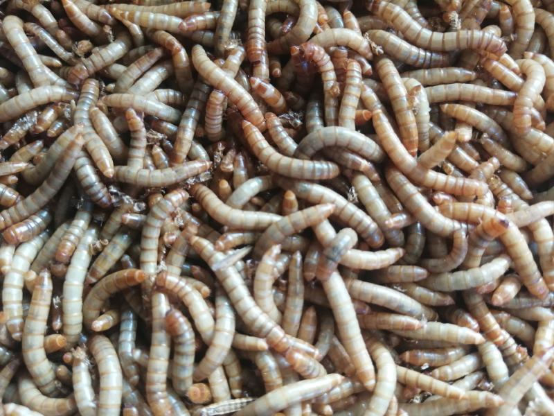 黄粉虫干虫，鲜虫