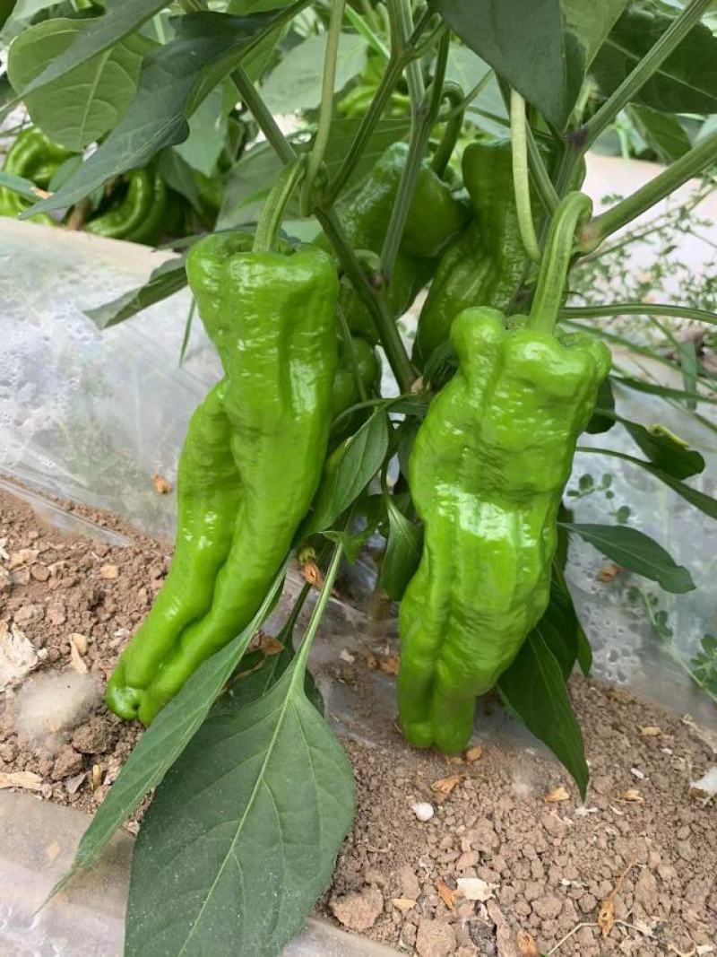 茂华椒诚抗糊头辣椒种子大果型薄皮泡椒种子高产皮薄味辣