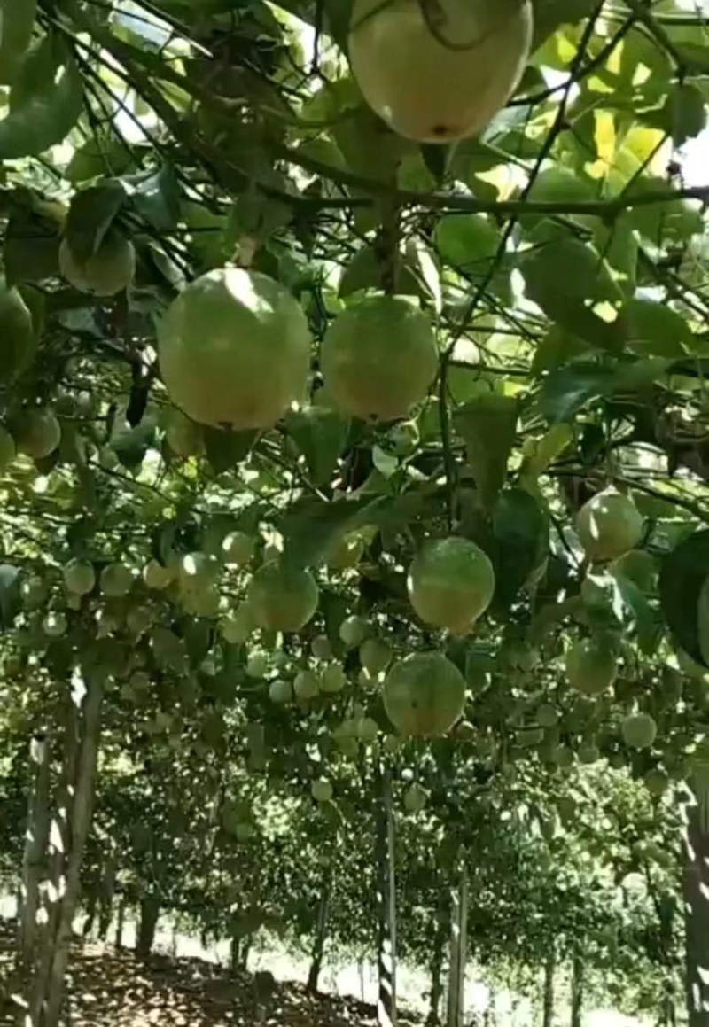 新鲜采摘钦蜜九号百香果纯甜无酸个大果粒饱满满口爆汁