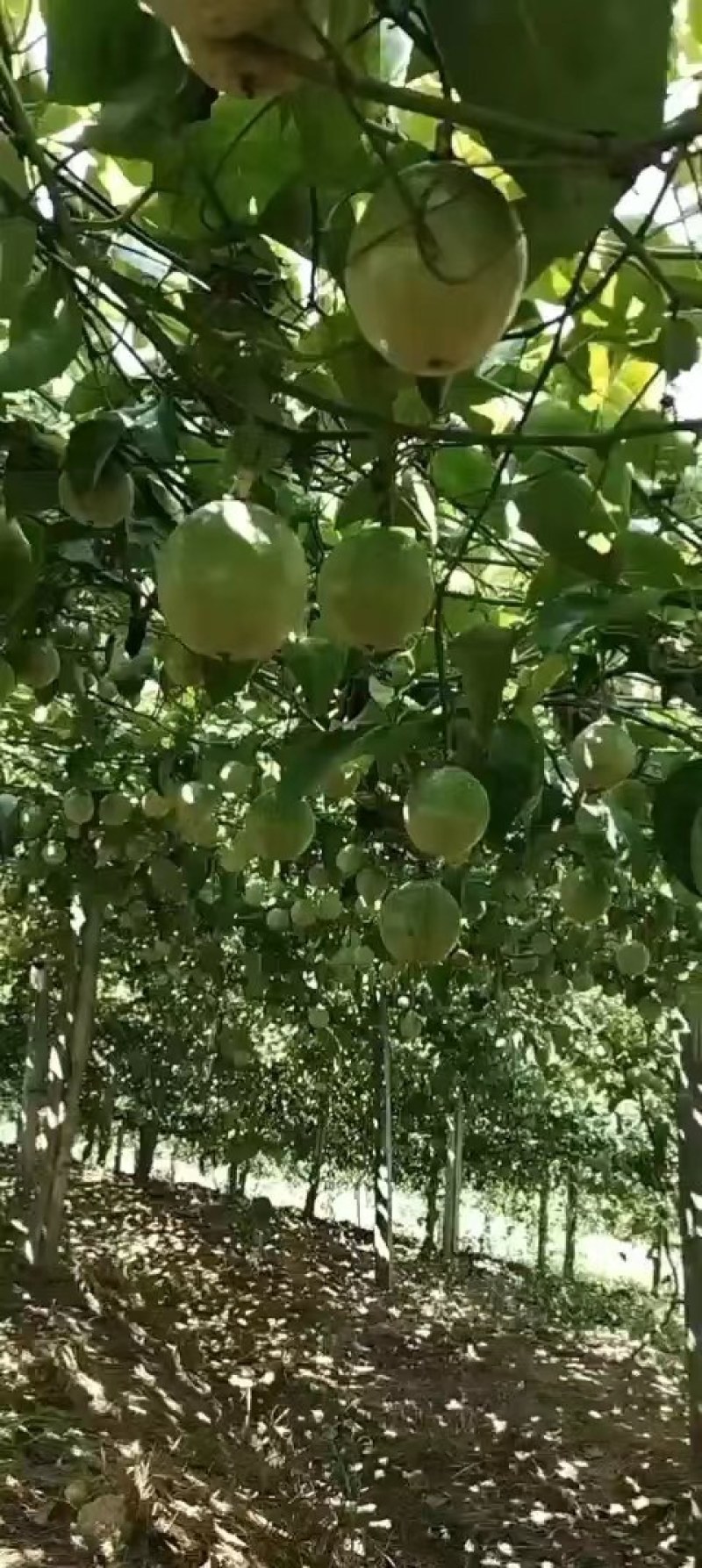 新鲜采摘钦蜜九号百香果纯甜无酸个大果粒饱满满口爆汁