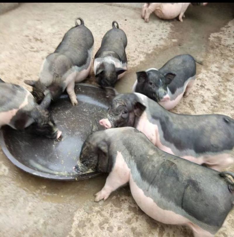 生猪出售，品质好，粗粮精养，肉质鲜嫩