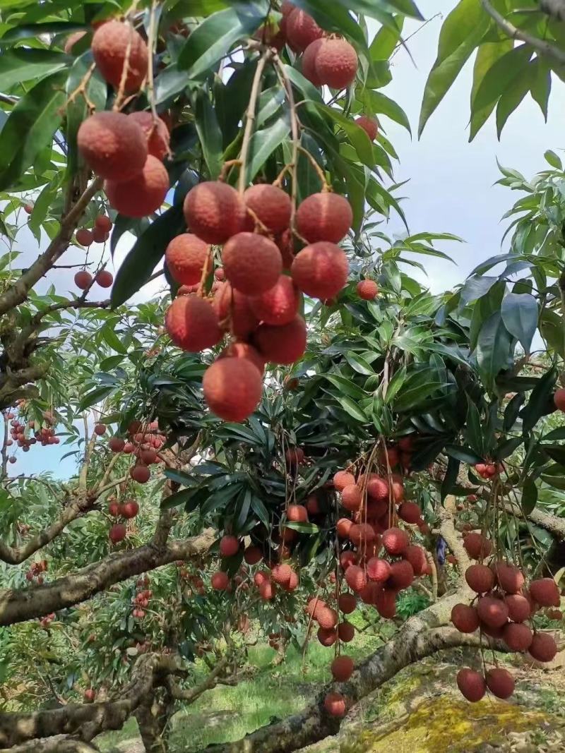 荔枝