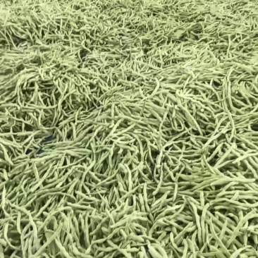 辽宁绥中白不老豆角大量有货。产地一手货源
