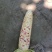 今天是2026年花糯玉米大量上市个头均匀，欢迎咨询