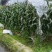今天是2026年花糯玉米大量上市个头均匀，欢迎咨询
