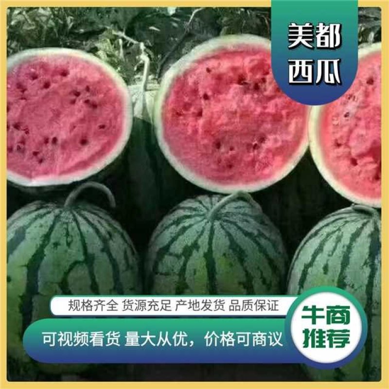 美都麒麟西已大量上市，保证质量，欢迎新老顾客前来定购