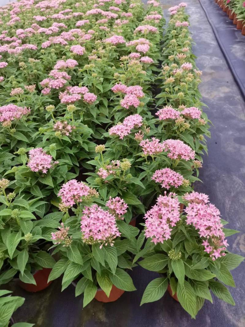 五星花，花期长，花色丰富，耐晒耐高温