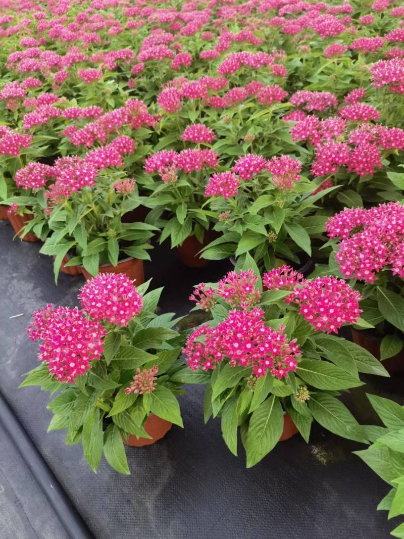 五星花，花期长，花色丰富，耐晒耐高温
