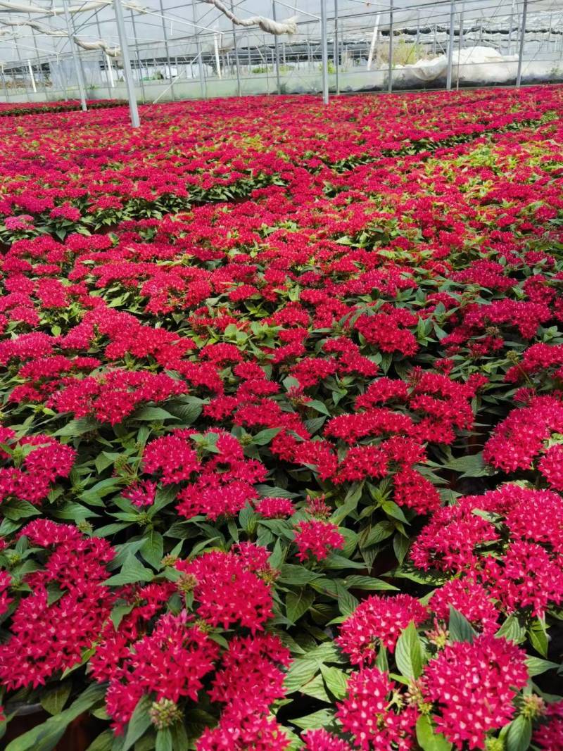 五星花，花期长，花色丰富，耐晒耐高温