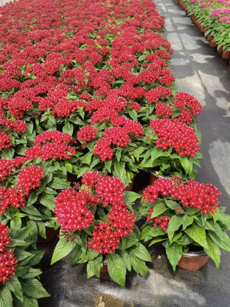 五星花，花期长，花色丰富，耐晒耐高温