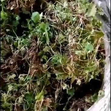 批发猫爪草种苗，一手货源，诚信经营，提供技术支持！