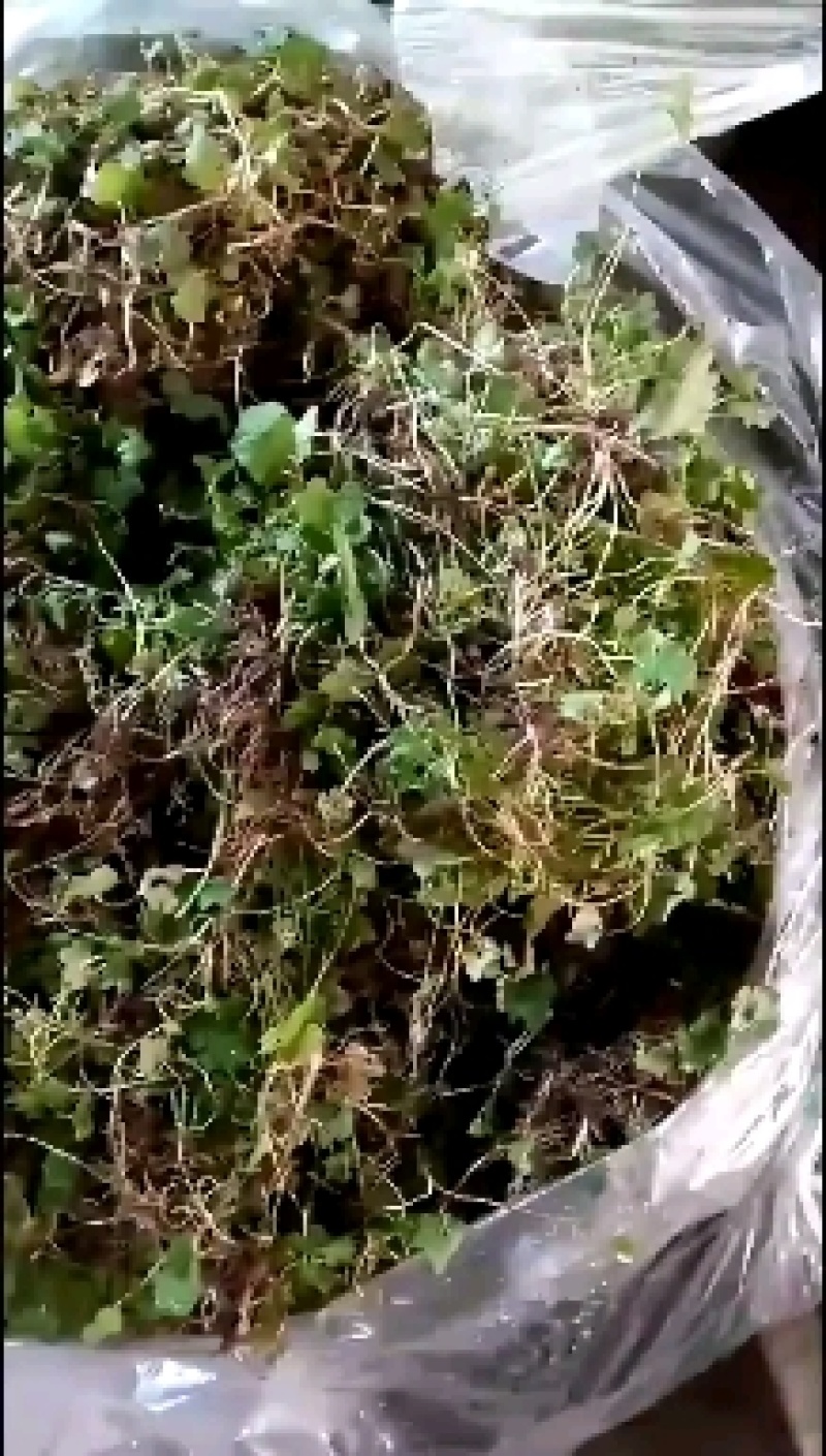 批发猫爪草种苗，一手货源，诚信经营，提供技术支持！
