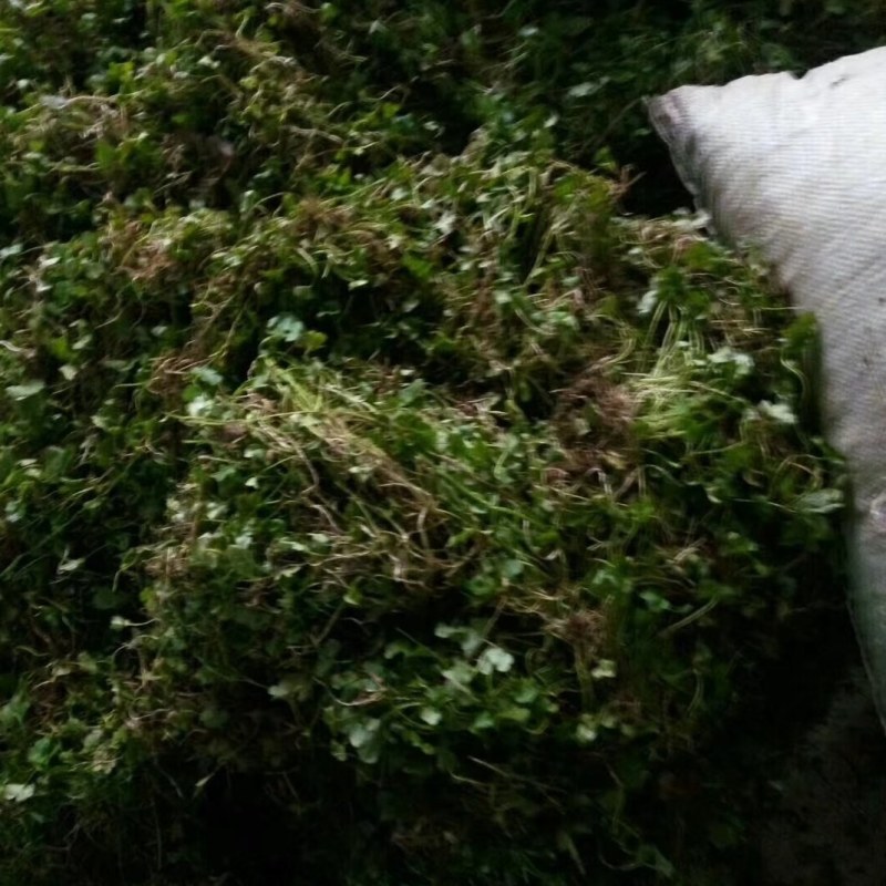 批发猫爪草种苗，一手货源，诚信经营，提供技术支持！