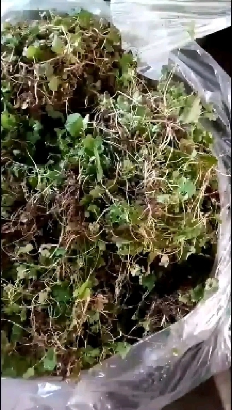 批发猫爪草种苗，一手货源，诚信经营，提供技术支持！