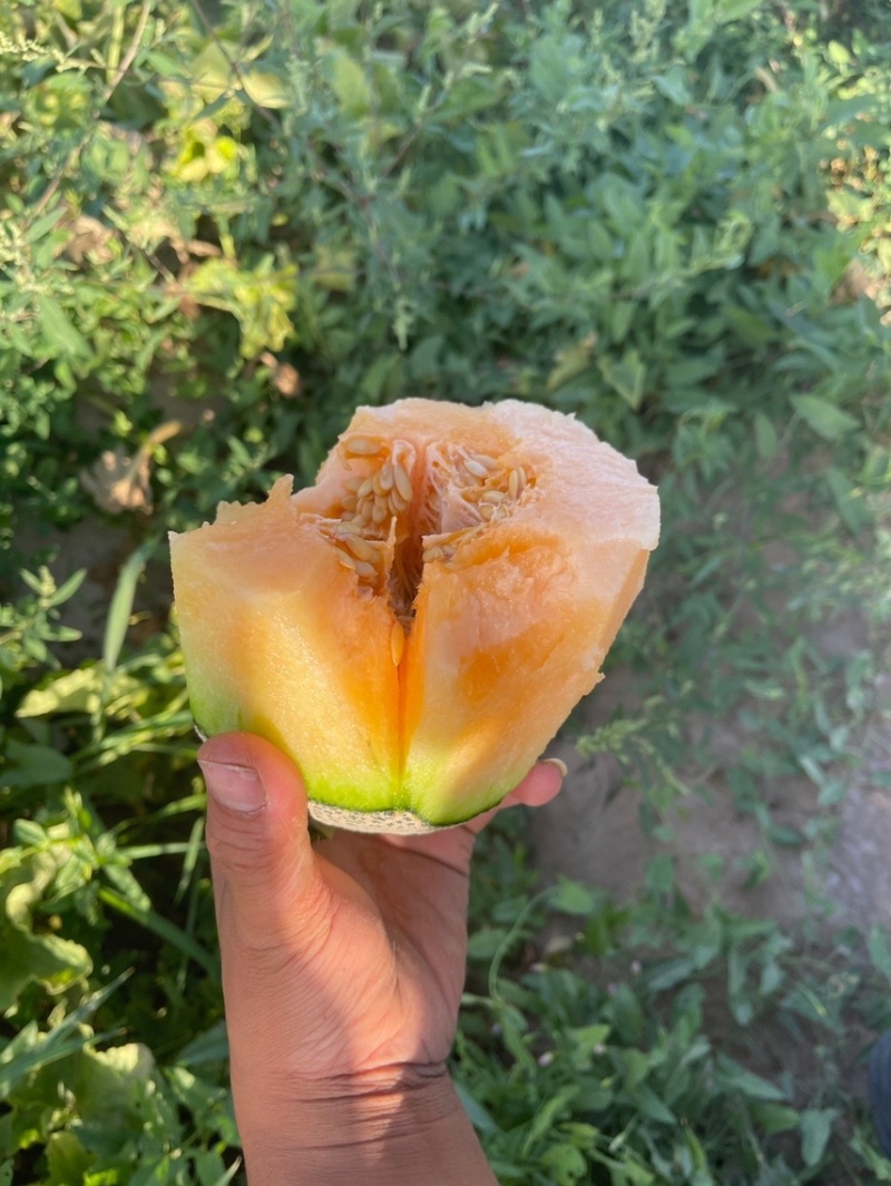 万亩西洲蜜17号欢迎电商大咖