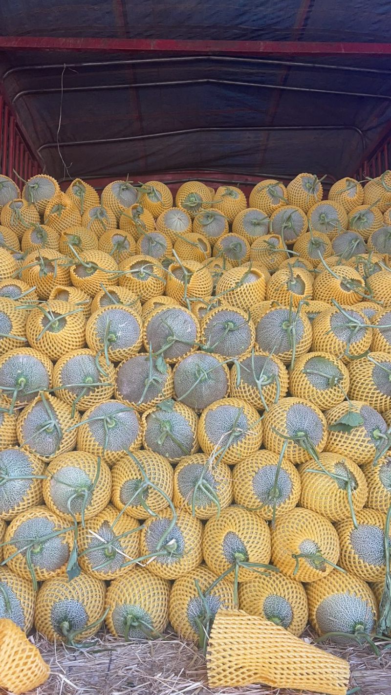 万亩西洲蜜17号欢迎电商大咖