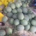 万亩西洲蜜17号欢迎电商大咖
