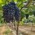 夏黑葡萄上市