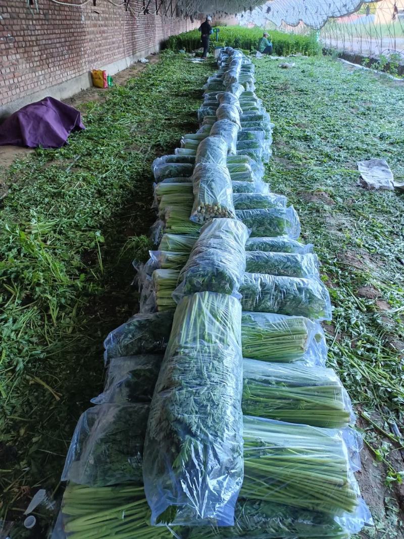 长年出售优质西芹陆地和棚里的