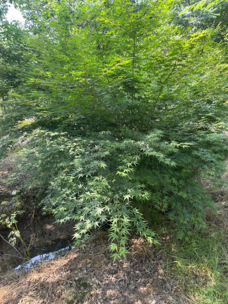 枫树苗，鸡爪戚小苗基地直发量大从优品质保证