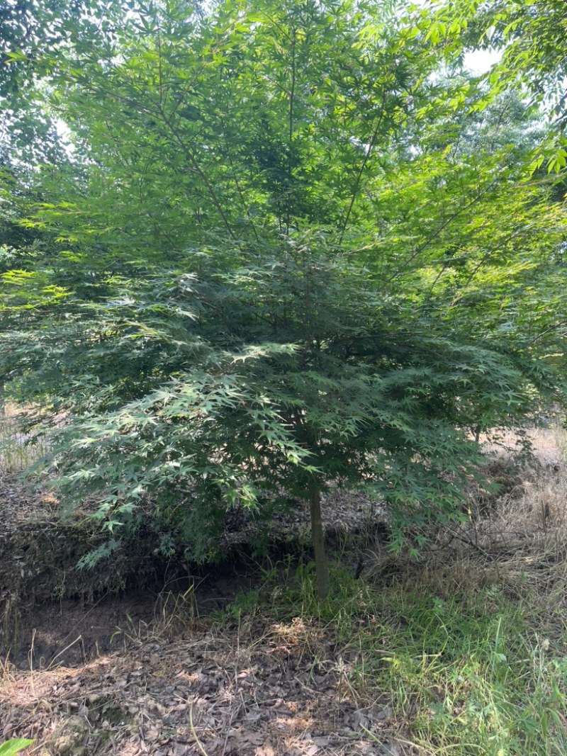 枫树苗，鸡爪戚小苗基地直发量大从优品质保证