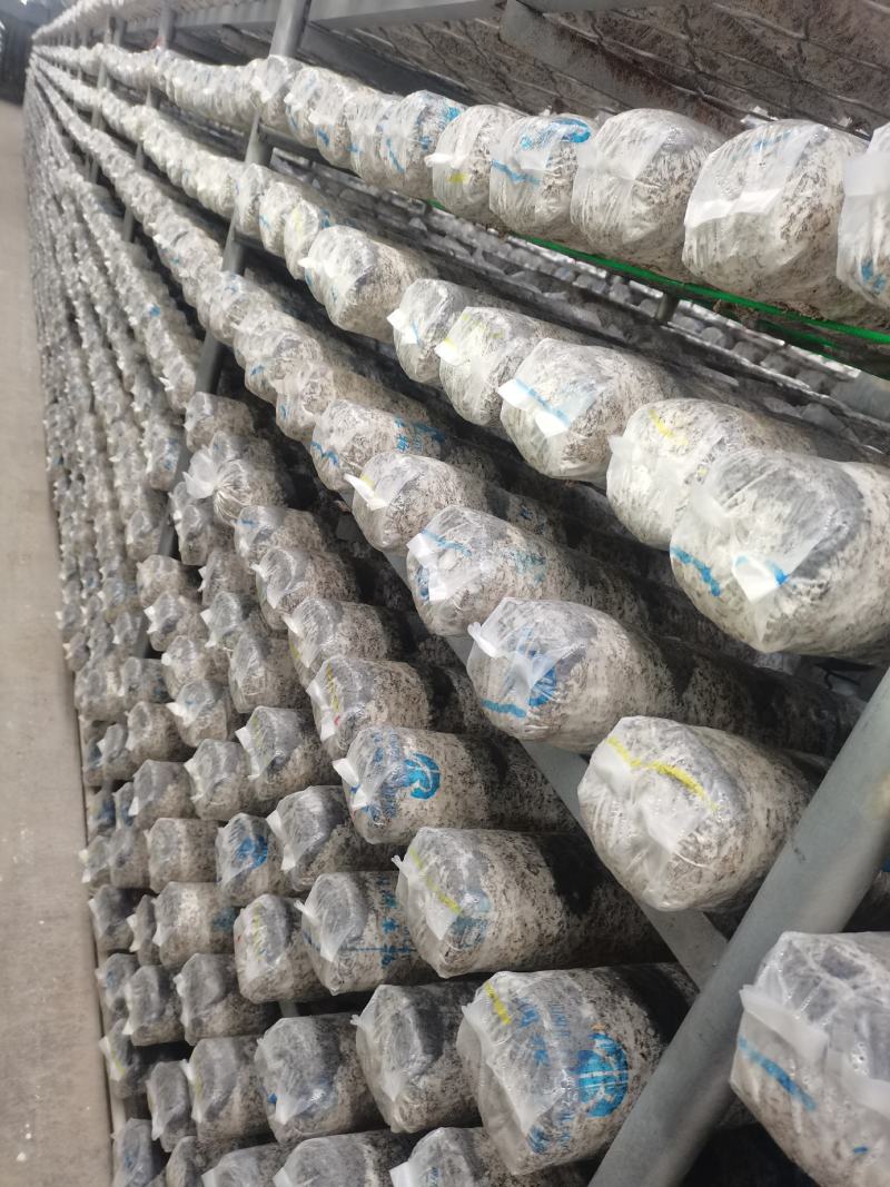香菇菌棒，大棚建设、设计