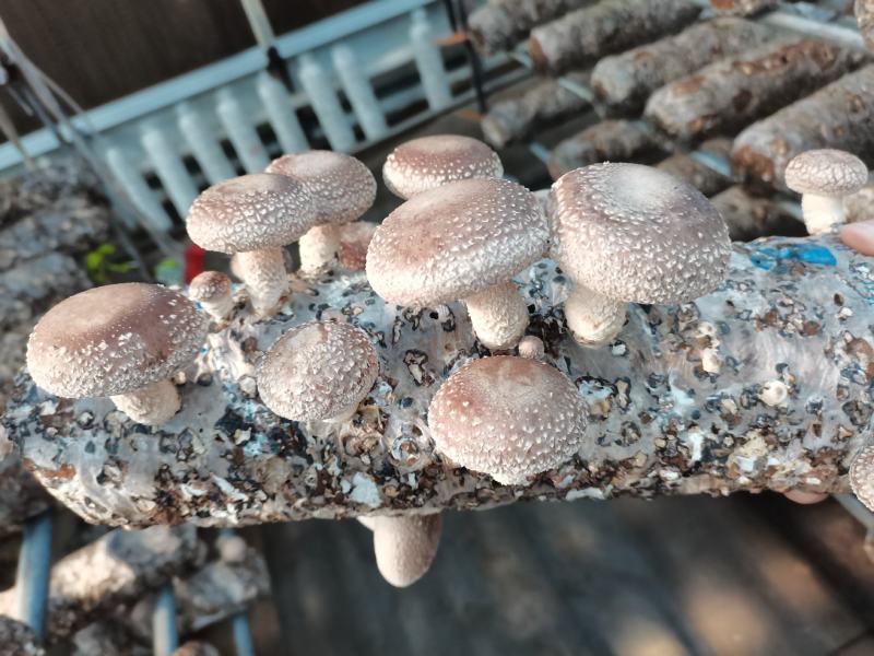 香菇菌棒，大棚建设、设计