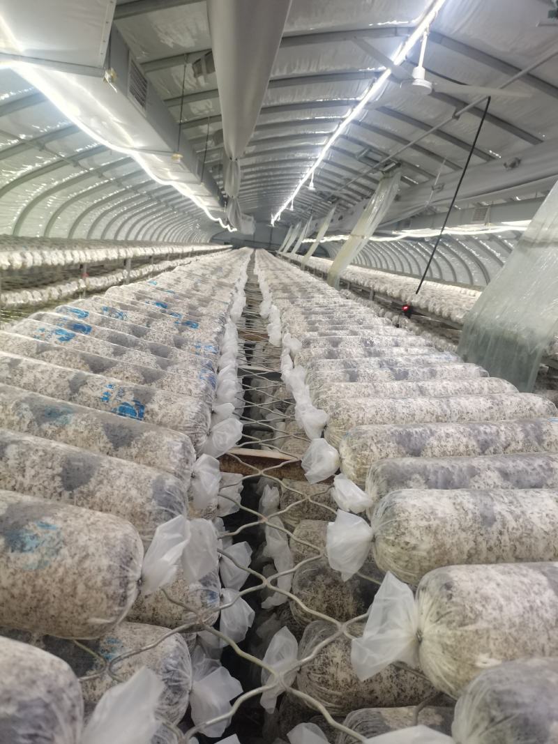 香菇菌棒，大棚建设、设计