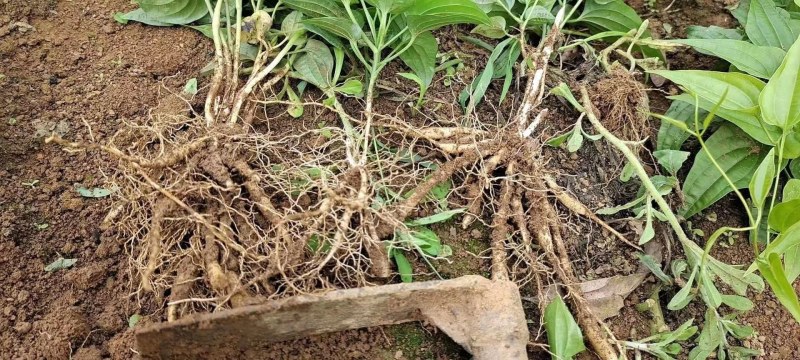 【百部苗】对叶百部苗红花紫花白花百部苗高产品种种植回收