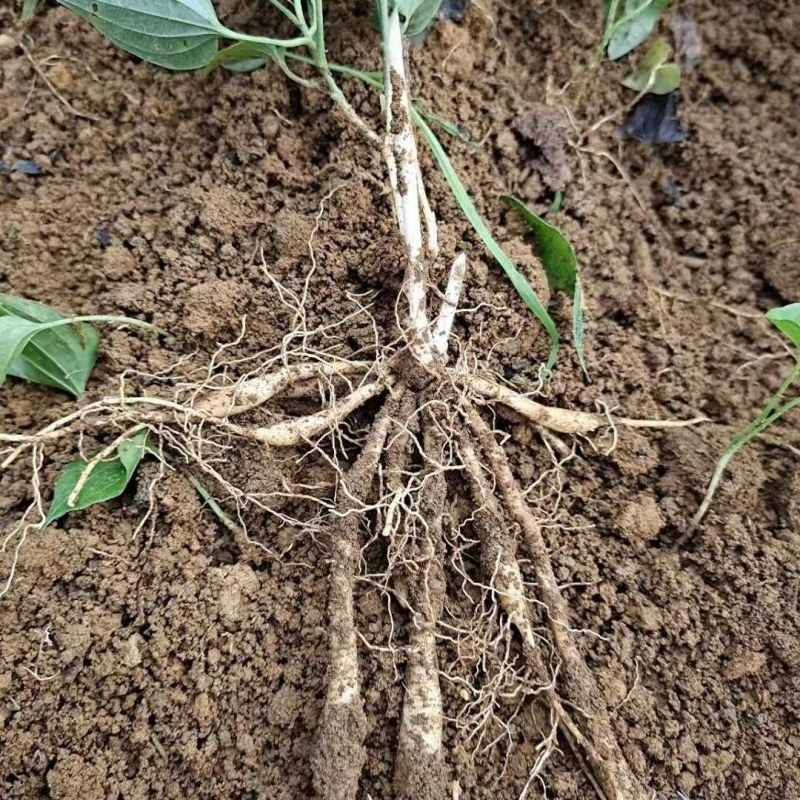 【百部苗】对叶百部苗红花紫花白花百部苗高产品种种植回收