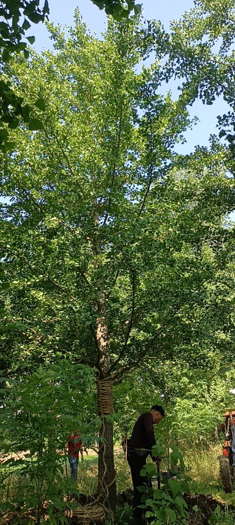 邳州银杏苗农直销基地