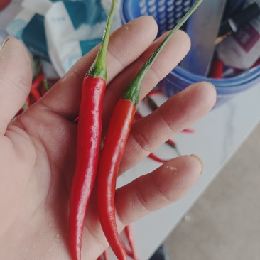 云南精品小米椒