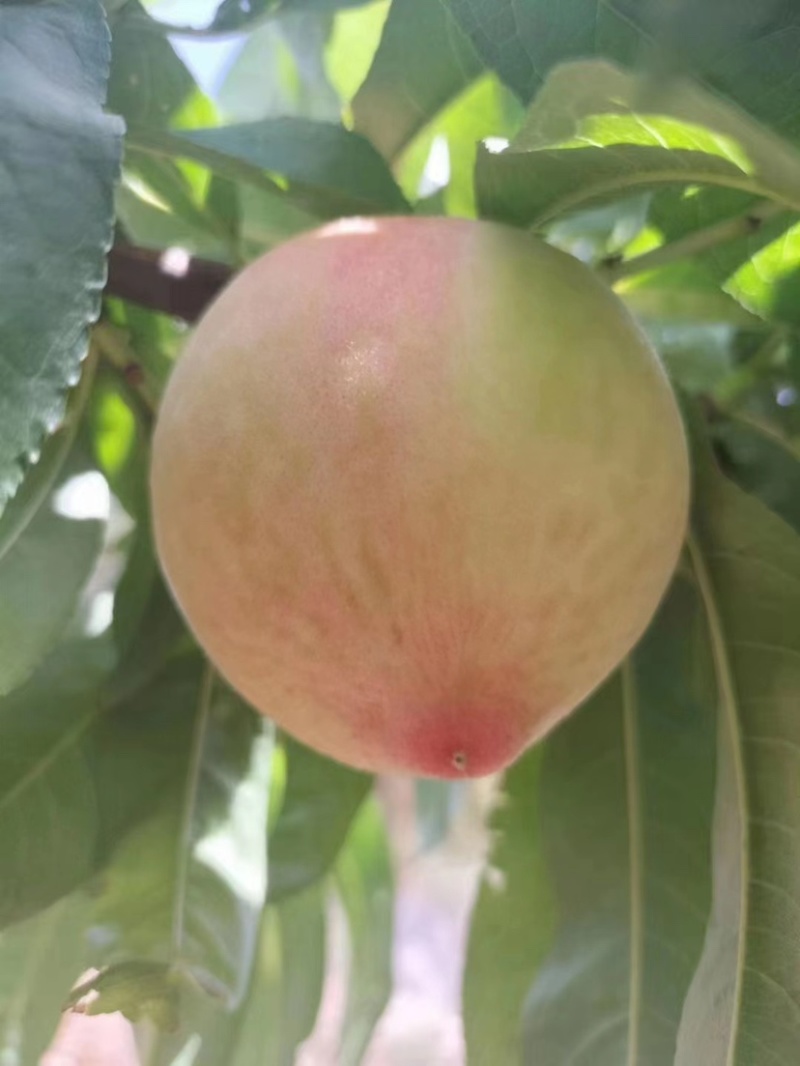 桃子，夏黑，阳光玫瑰，丁香梨，各种水果