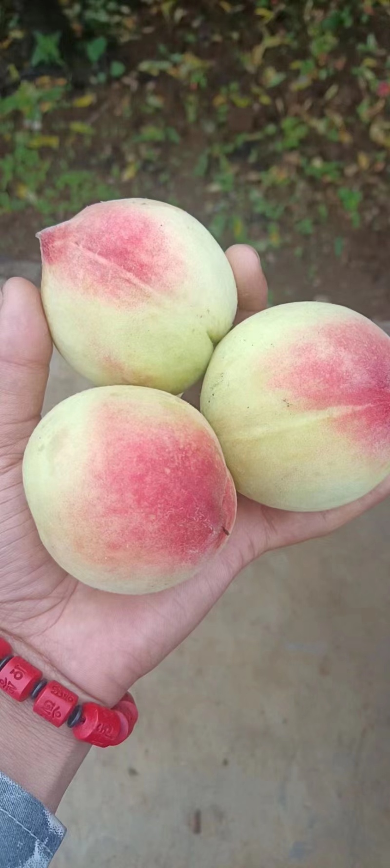 桃子，夏黑，阳光玫瑰，丁香梨，各种水果
