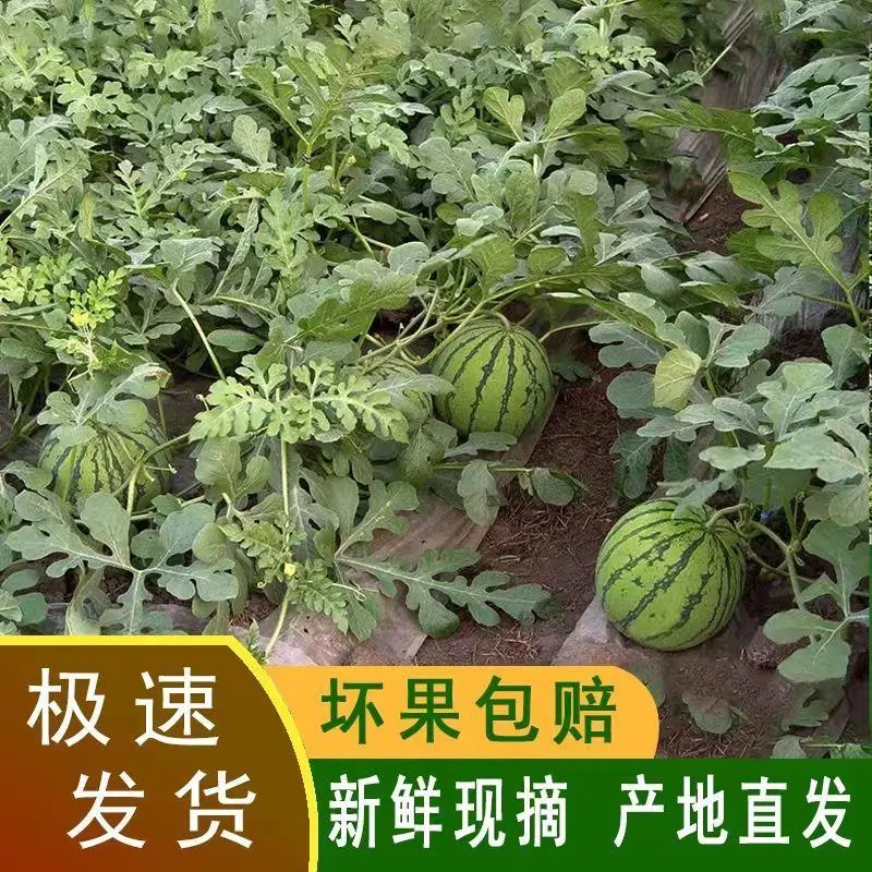 [热卖]美都西瓜，大量供应，产地直发，价格优惠，诚信经营