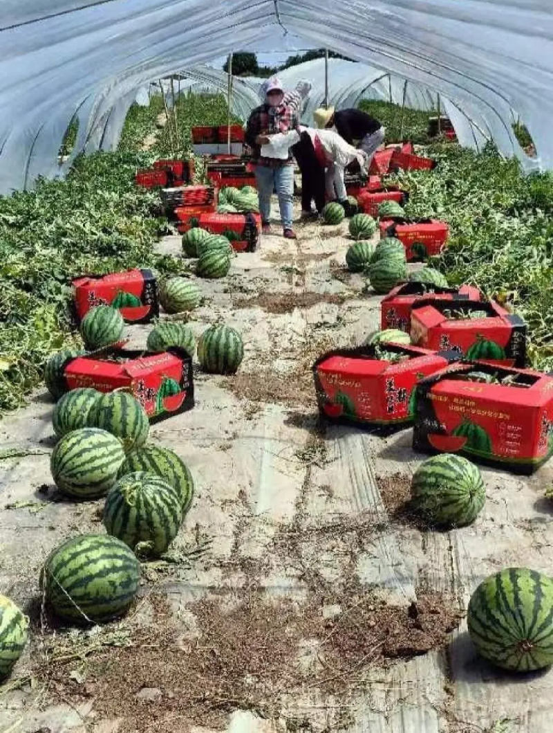 [热卖]美都西瓜，大量供应，产地直发，价格优惠，诚信经营