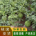 [热卖]美都西瓜，大量供应，产地直发，价格优惠，诚信经营