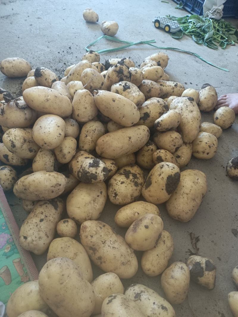 荷兰十五土豆大量上市产地直发量大从优欢迎来电