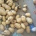 荷兰十五土豆大量上市产地直发量大从优欢迎来电