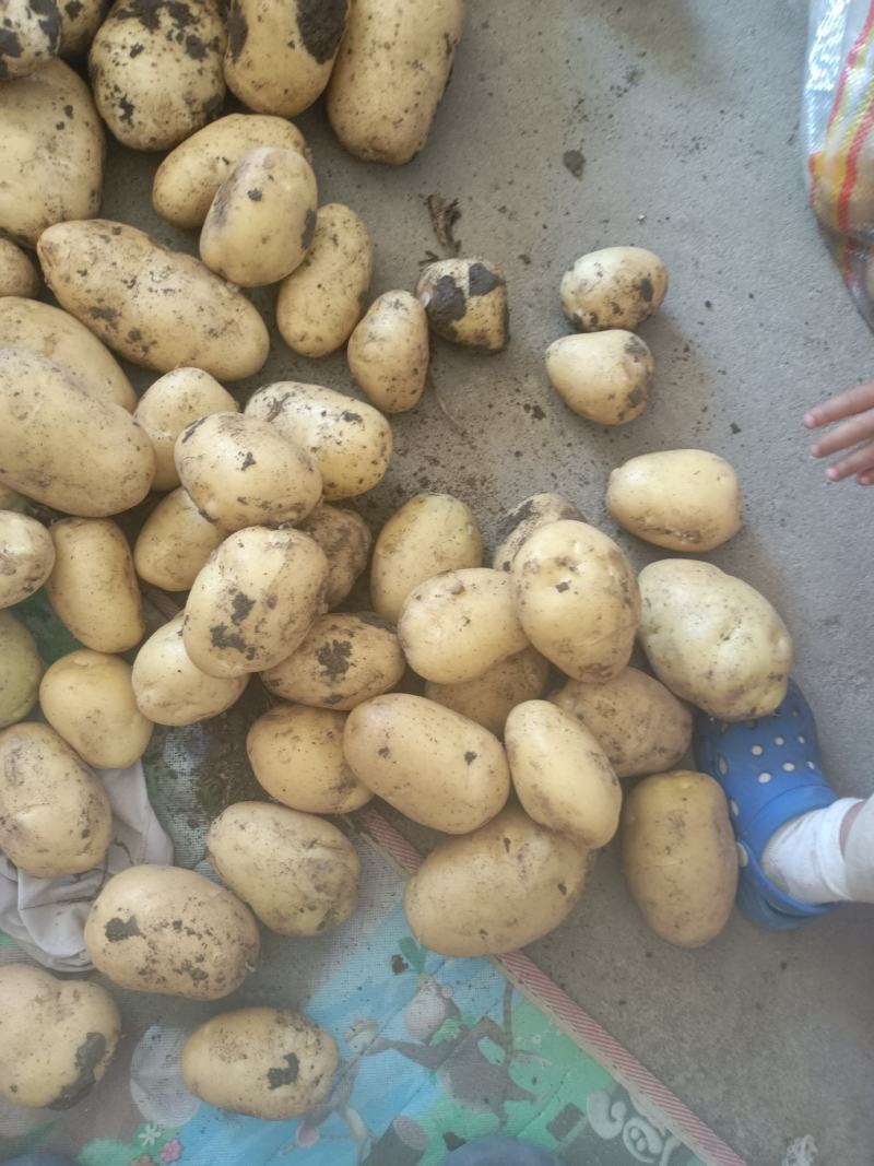 荷兰十五土豆大量上市产地直发量大从优欢迎来电