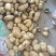 荷兰十五土豆大量上市产地直发量大从优欢迎来电